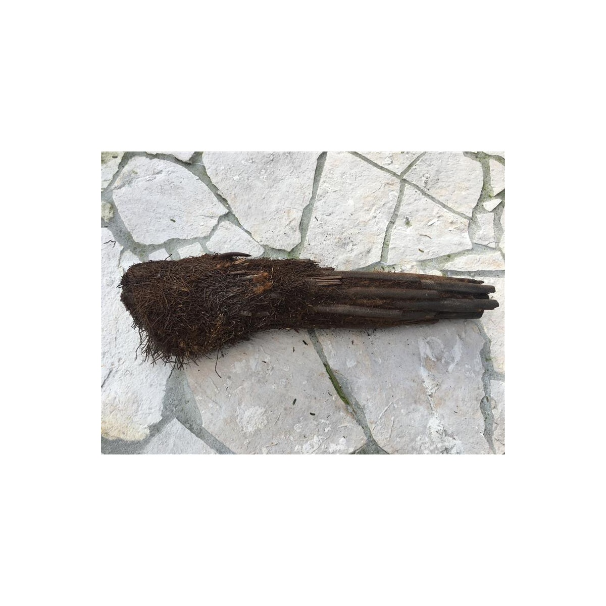 Xaximstamm natur 20-40cm lang