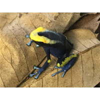 Junges Paar Dendrobates tinctorius Lorenzo