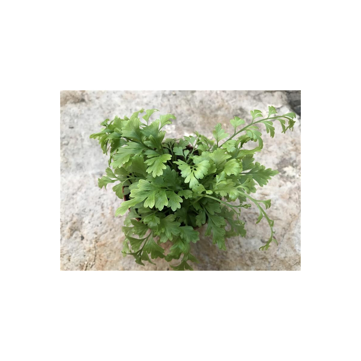 Asplenium bulbiferum