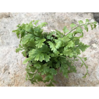 Asplenium bulbiferum