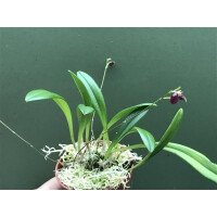 Scaphosepalum microdactylum