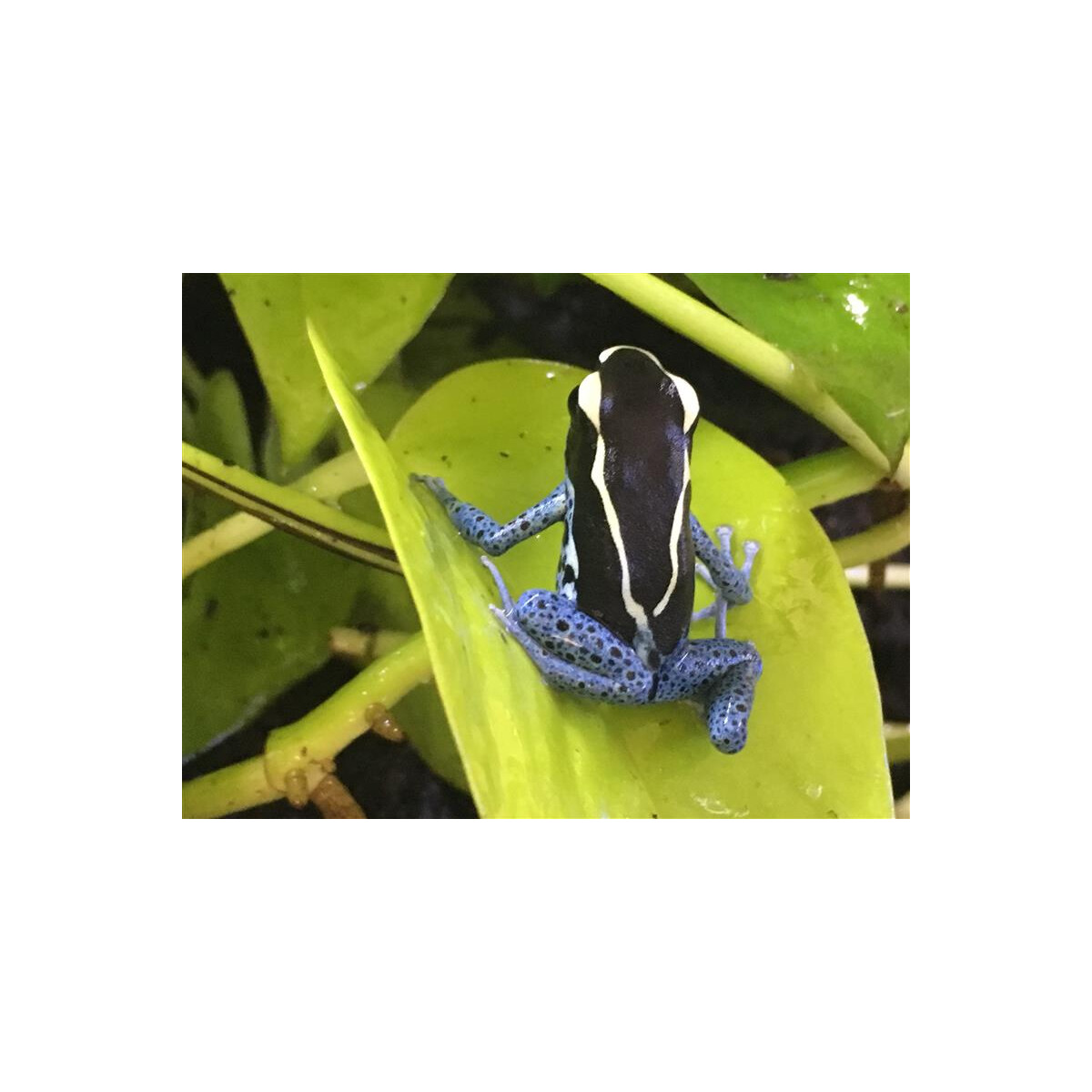 Dendrobates tinctorius Graubeiner (Powder Blue)