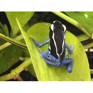 Dendrobates tinctorius Graubeiner (Powder Blue)