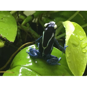 Dendrobates tinctorius Graubeiner (Powder Blue)