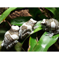 Trachycephalus resinifictrix Baumhöhlen-Krötenlaubfrosch