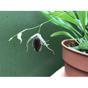 Pleurothallis megalops