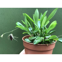 Pleurothallis megalops