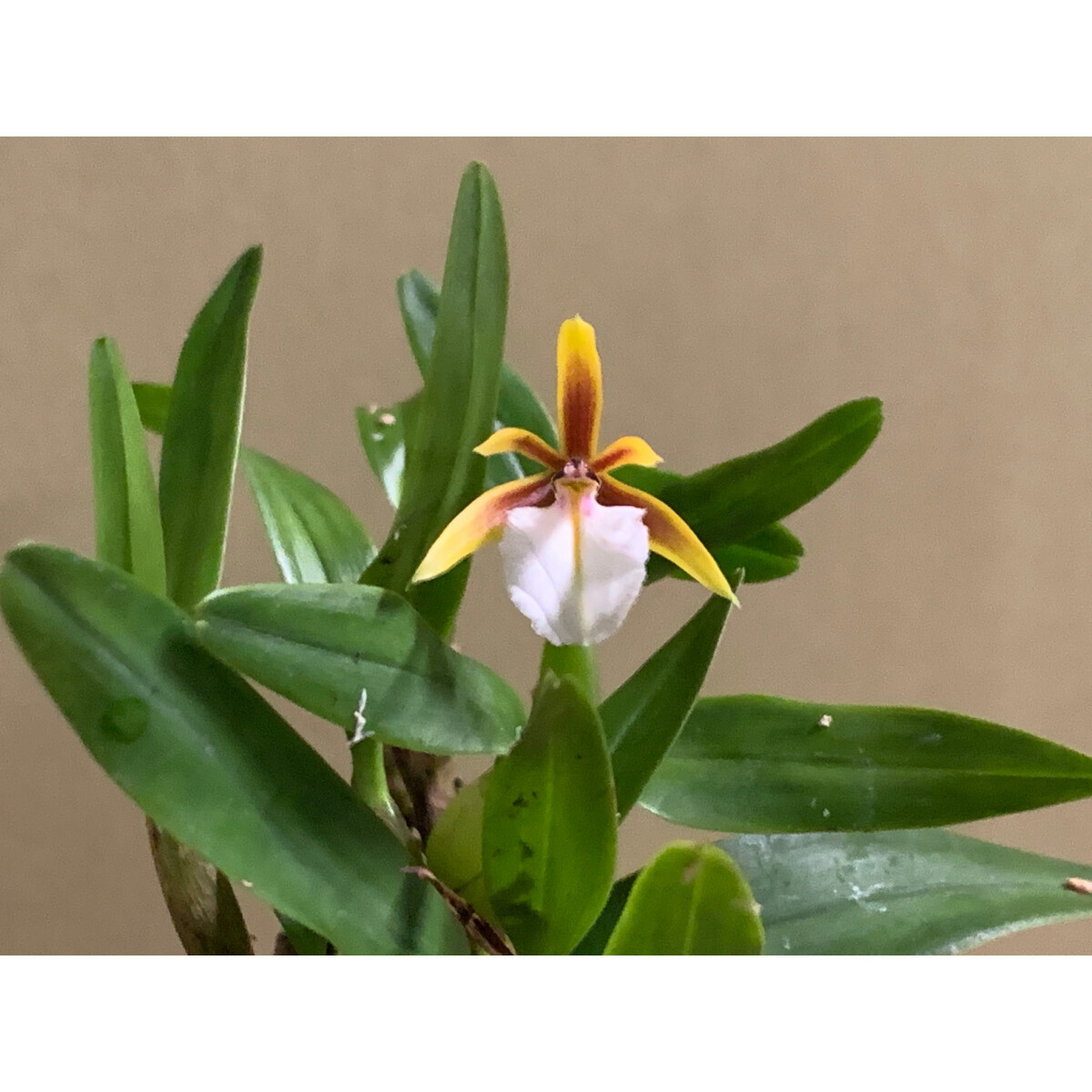 Encyclia polybulbon box