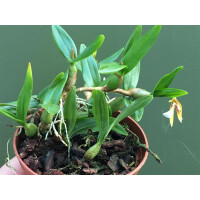 Encyclia polybulbon