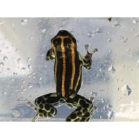 Pärchen Ranitomeya lamasi Panguana