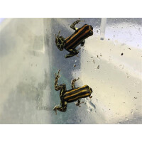 Pärchen Ranitomeya lamasi Panguana