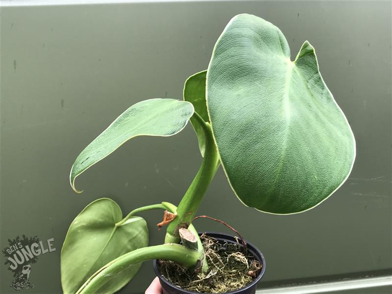 Rugosum philodendron 16 Types