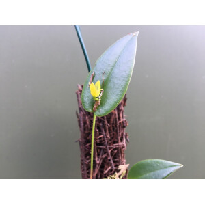 Pleurothallis bothros