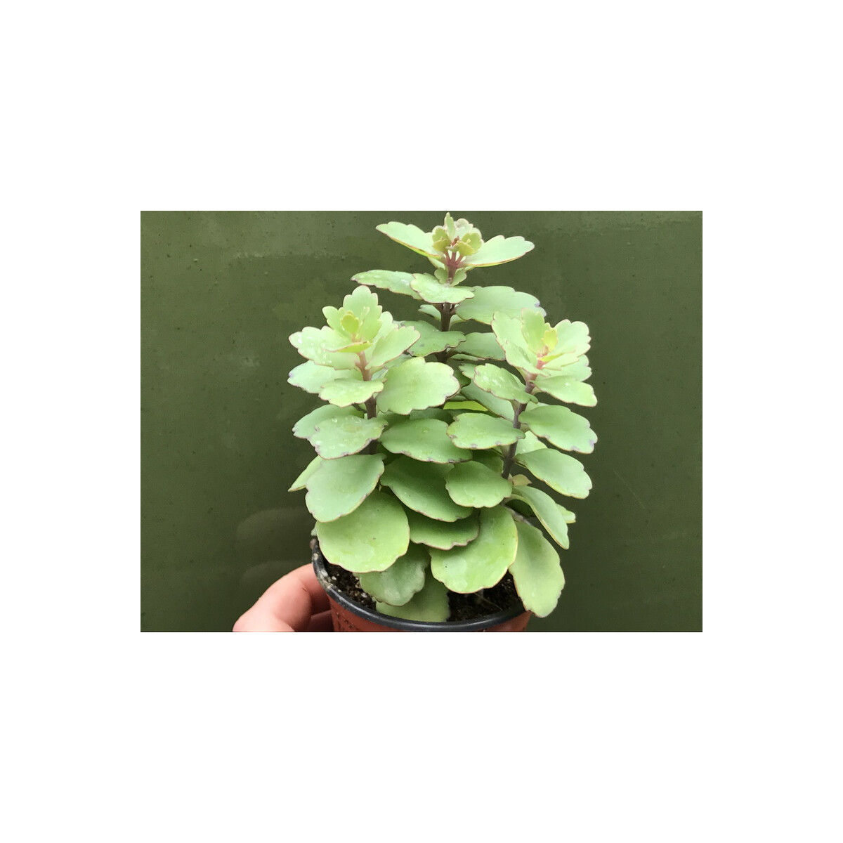 Kalanchoe fedtschenkoi