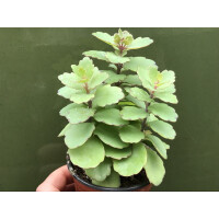 Kalanchoe fedtschenkoi