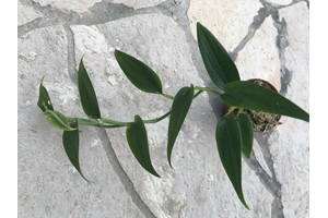 Philodendron spec. Kolumbien NEU