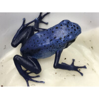 Dendrobates azureus fine spottet