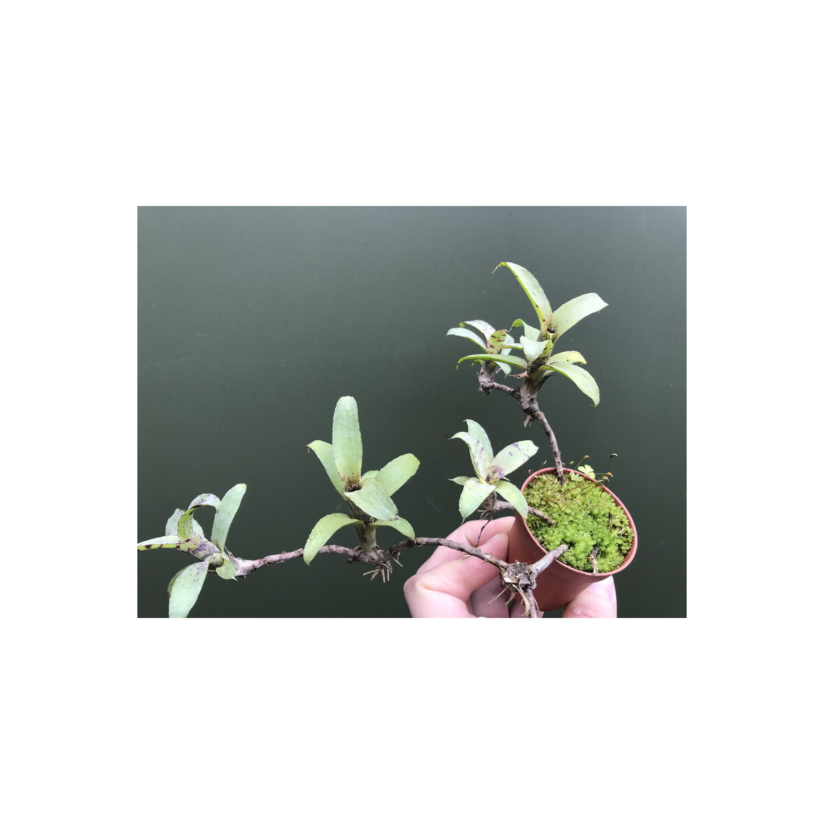 Neoregelia liliputiana XXL