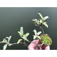 Neoregelia liliputiana XXL