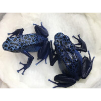 Zuchtpärchen Dendrobates azureus