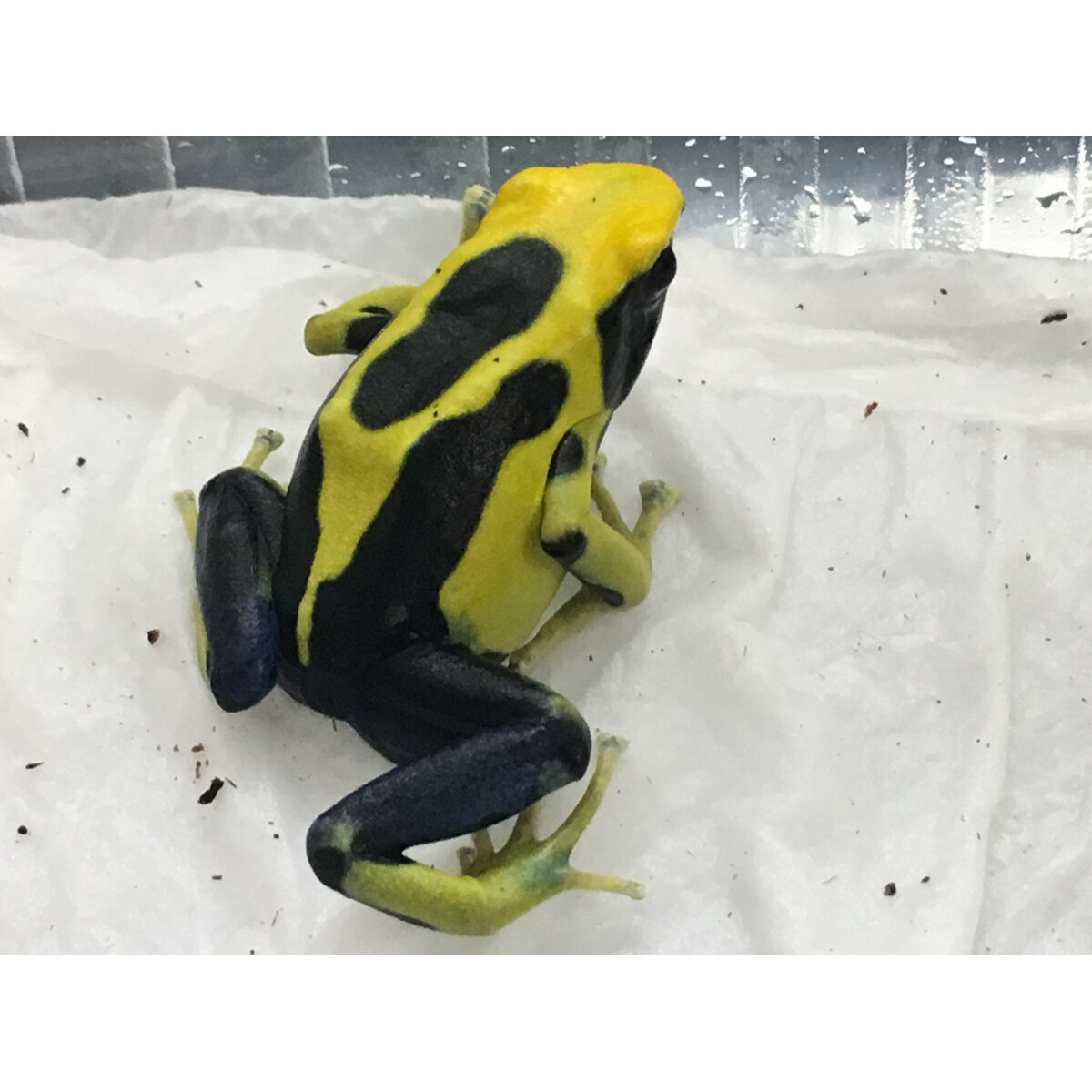 Zuchtpaar Dendrobates tinctorius Regina