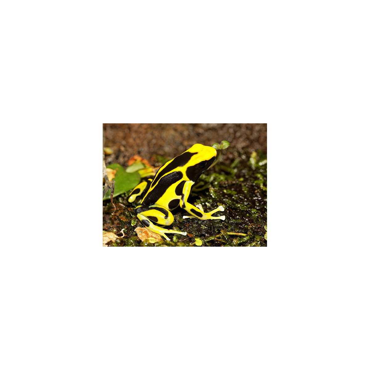 Dendrobates tinctorius Regina