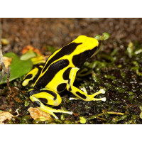 Dendrobates tinctorius Regina
