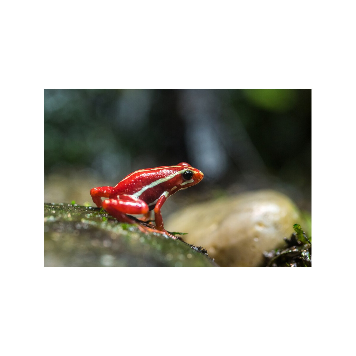 Epipedobates Anthonyi