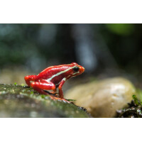 Epipedobates Anthonyi