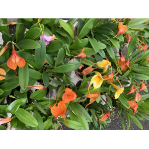 Masdevallia kimballiana x ampullacea