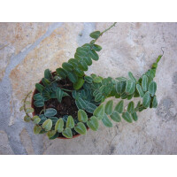 Marcgravia umbellata