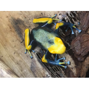 Angebot Dendrobates tinctorius Tumuqumaque