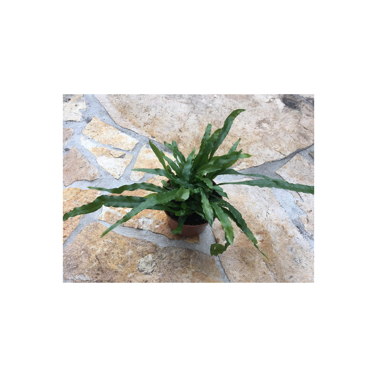 NEU Microgramma spec. Surinam