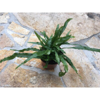 NEU Microgramma spec. Surinam