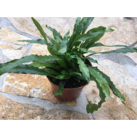 NEU Microgramma spec. Surinam