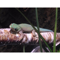 Phelsuma dubia