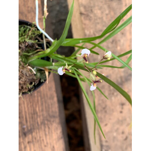 Sigmatostylix radicans