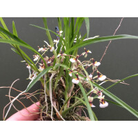 Sigmatostylix radicans