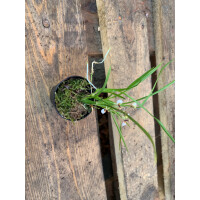 Sigmatostylix radicans