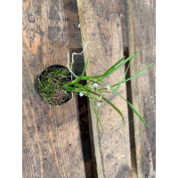 Sigmatostylix radicans