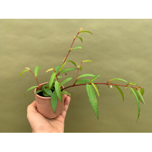 Begonia polygonoides