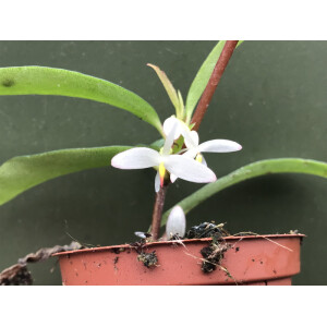 Begonia polygonoides
