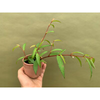 Begonia polygonoides