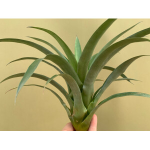 Tillandsia romeroi var. gruberi XL