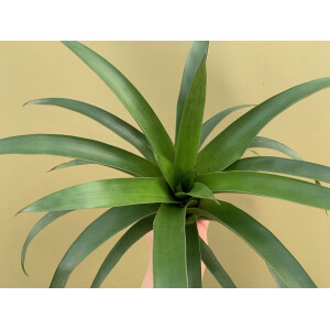 Tillandsia romeroi var. gruberi XL