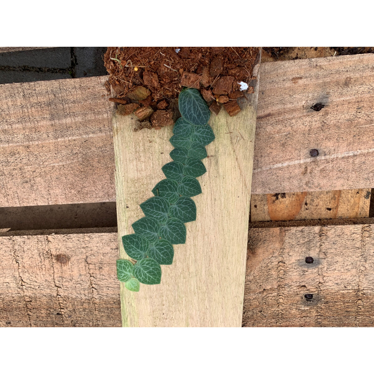 Rhaphidophora crypthanta