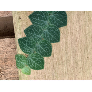 Rhaphidophora crypthanta