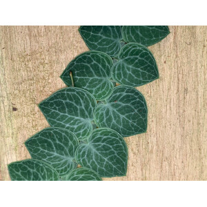 Rhaphidophora crypthanta