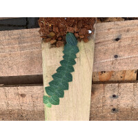 Rhaphidophora crypthanta