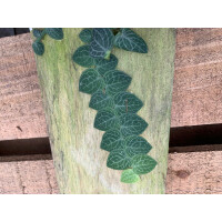 Rhaphidophora crypthanta